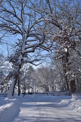 Snowy Drive
