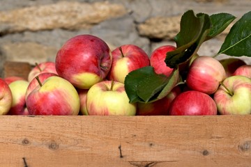 Fresh ripe homemade apples, collected in a box together with a sheet, against the background of a sandy stone wall.