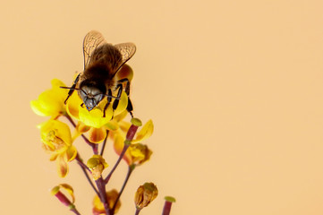 bee on flower