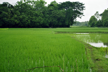Green field