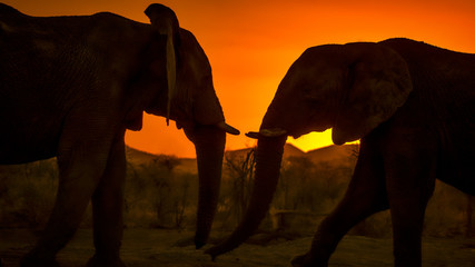 Sunset Elephants 