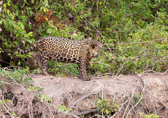 Close up of a Jaguar standing on a river bank