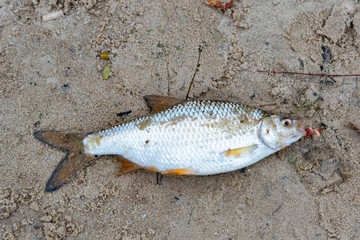 Close up freshly caught common roach or Rutilus heckelii on wet sand