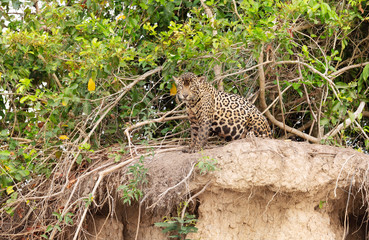 Naklejka na ściany i meble Close up of a Jaguar sitting on a river bank