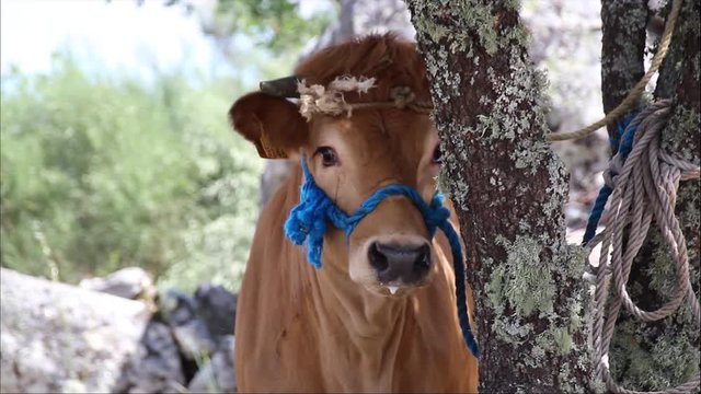 Vaca Jarmelista - uma ra&radic;&szlig;a aut&radic;&ge;ctone em extin&radic;&szlig;&radic;&pound;o