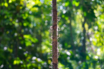 Branch in the jungle