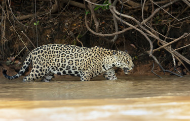 Jaguar walking in water along the river bank