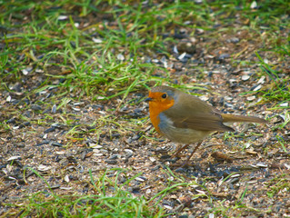 robin on grass - Rotkehlchen im Gras 