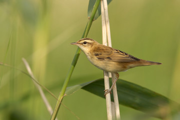 Rokitniczka (Acrocephalus schoenobaenus)