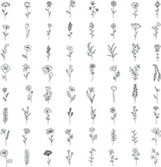 Big floral and herbal set. Graphic collection with field and garden flowers. Hand drawn elements for design on a white background.