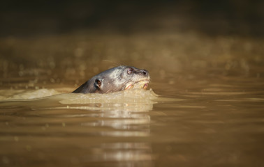 Giant otter swimming in the river