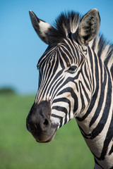 Fototapeta na wymiar Zebra portrait, photographed in South Africa.