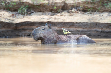 Capybara in water with a yellow bird on a back