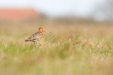 Rycyk (Limosa limosa)