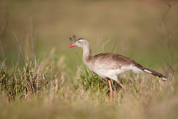 Red legged seriema walking in grass