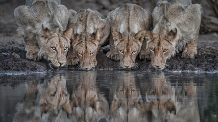 Drinking Lions © Kevin