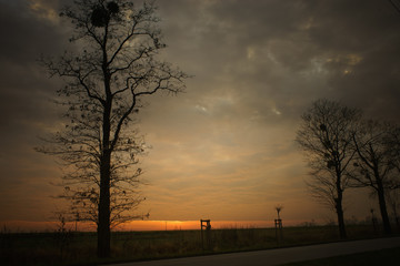 Sunset, trees and fields. Picture next to the road.