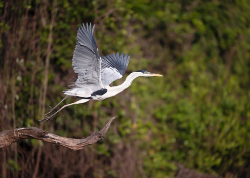 Close Up Of A Cocoi Heron In Flight