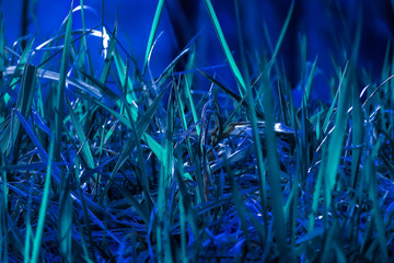 Fototapety  Close up blue grass texture