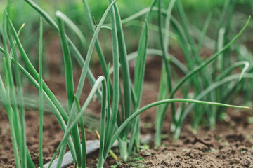 Cultivation of onions in the garden with drip irrigation. The bed of onions ordinary bulb. Leaves and spicy vegetable crops of onions.