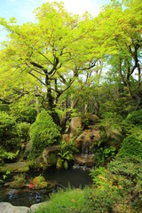 Fototapeta premium 日本庭園