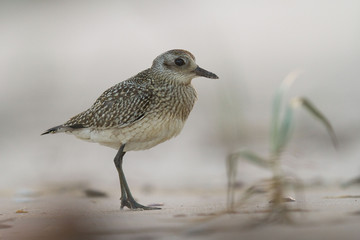 Siewnica (Pluvialis squatarola)