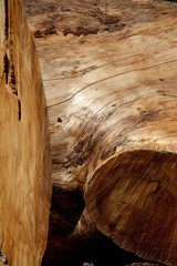 Close-up shot of stripped tree bark