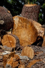 Chopped wood logs