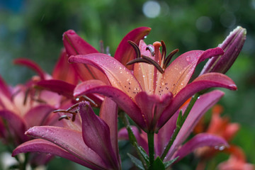 Obraz premium Beautiful pink lily grows in the garden in summer. Blooming tender pink lily after the rain, a lot of drops, flowers background