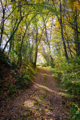 Fototapeta na wymiar Off road path on an autumn forest landscape with ground full of brown leaves in a Catalan park