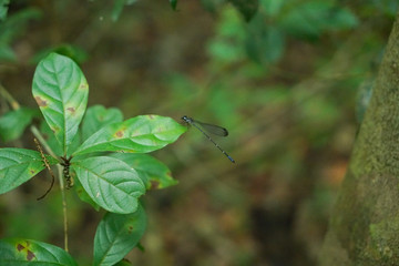 dragon-fly on a leaf