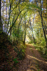 Off road path on an autumn forest landscape with ground full of brown leaves in a Catalan park