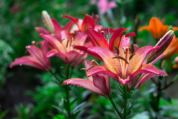 Obraz premium Beautiful pink lily grows in the garden in summer. Blooming tender pink lily after the rain, a lot of drops, flowers background