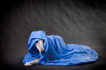 Whippet dog hid in blue cloth