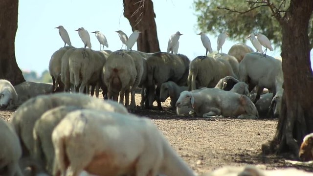 Ovelhas e Gar&radic;&szlig;as Pequenas