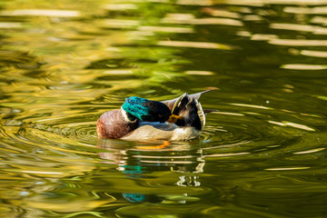 Ducks swimming in the city park lake. Beautiful sunny autumn day. Close up, shallow depths of the field