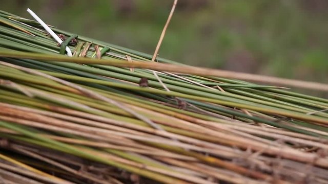 Apanha vime cestaria  Parque natural do Tejo Internacional