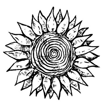 Hand drawn vector illustration. Abstract sunflower with a spiral. Botanical sketches isolated on white. Engraving style picture. Vintage monochrome decorative element for design, tattoo, prints, card.