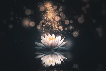 abstract background with lotus flowers - obrazy, fototapety, plakaty