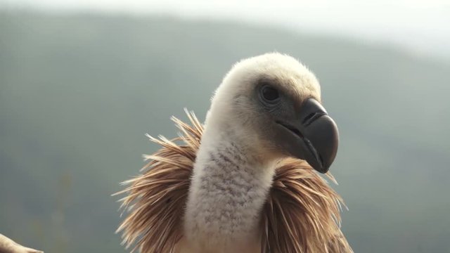 Grifo (Gyps fulvus)  - Parque natural do Tejo Internacional