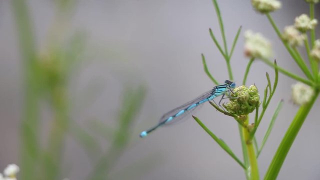 Lib&radic;&copy;lula rio Erges