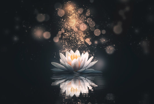 abstract background with lotus flowers