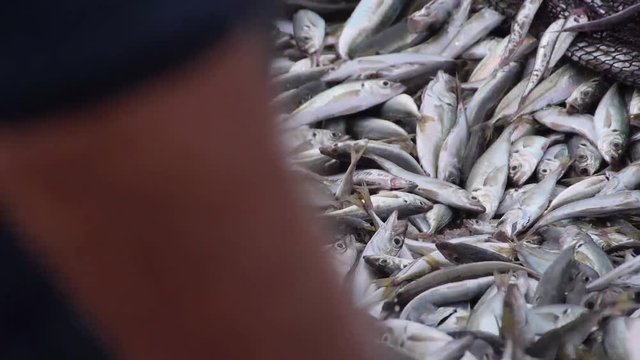 Barra de Mira - Portugal: a day at the beach. Traditional fishing