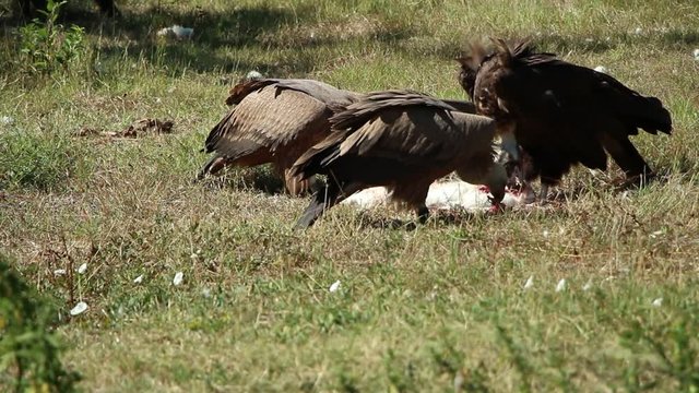 Grifo (Gyps fulvus) e abutre-preto (Aegypius monachus) - Parque natural do Tejo Internacional