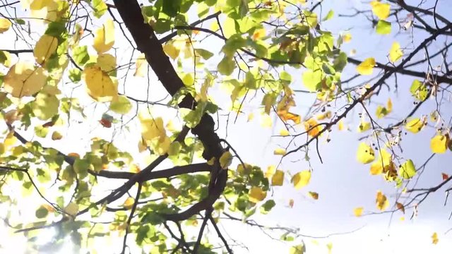 Fall