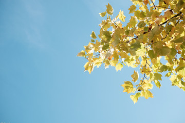カナダ・バンクーバーの街路樹の黄葉