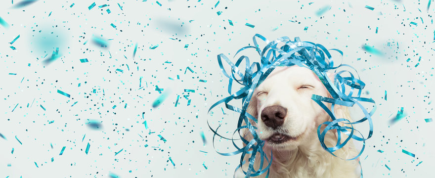 Banner happy dog present for new year, carnival,  christmas, birthday or anniversary, wearing a blue serpentines on head. isolated against gray background with confetti falling.