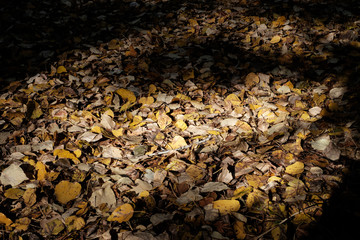 カナダ・ウィスラーの落ち葉