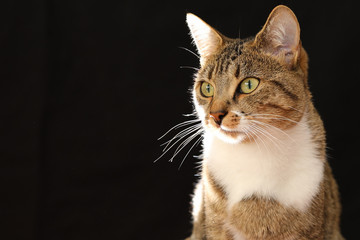 Fototapeta premium chat sur fond noir
