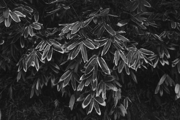 Green leaves of a plant. Natural product for the background. Plants